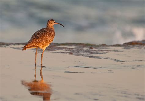 Curlew | Description, Species, Habitat, & Facts | Britannica