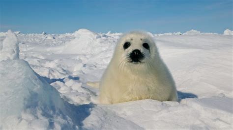 Animals in cold climates are facing a higher risk of disease outbreaks • Earth.com