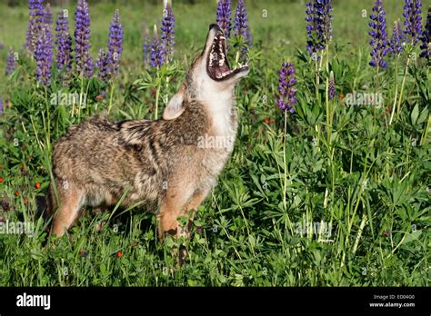 Coyote with a beautiful set of teeth, near Sandstone, Minnesota, USA ...