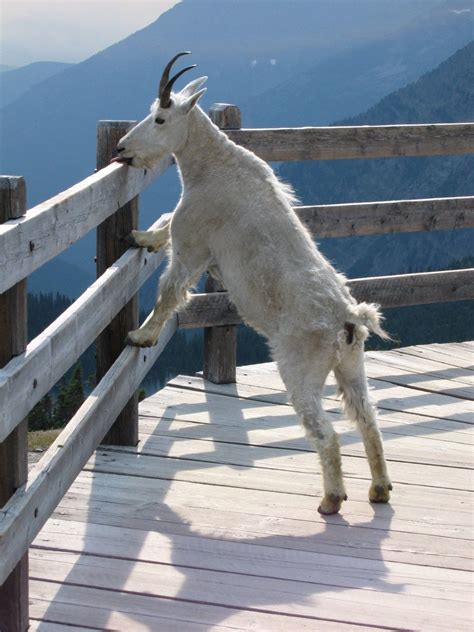 Mountain goats have incredible cliff-climbing skills — here's how they do it