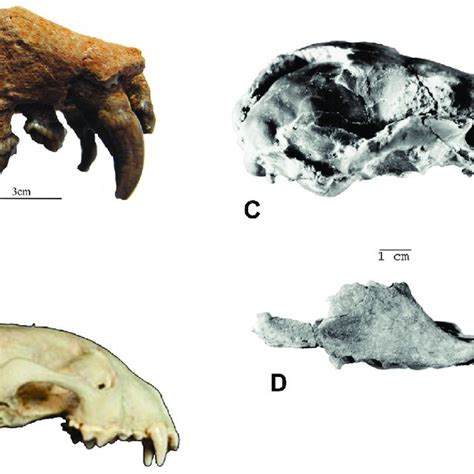 Skull lateral views: A -Planopusa semenovi (NMNHU-P 64-709); B -Gulo... | Download Scientific ...