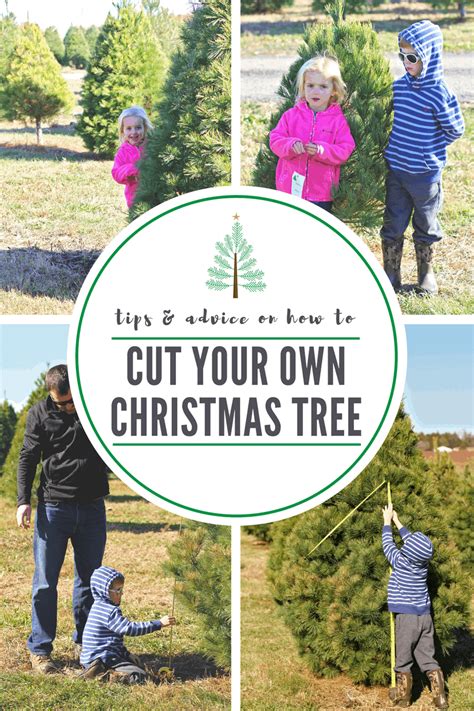 10 Tips on How to Choose & Cut Down Your Own Christmas Tree