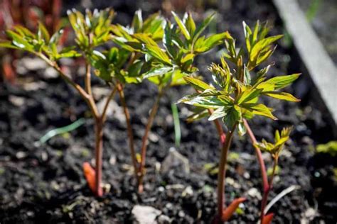 7 Different Peony Growing Stages