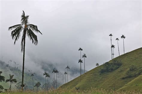 The Wax Palm and Why it is a Must to See When Visiting Colombia