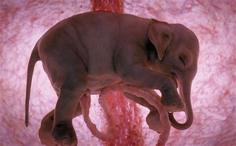 10 Stunning Images of Unborn Animals in the Womb - World inside pictures