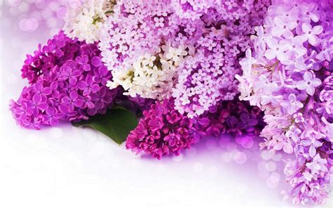 Free photo: pink purple flowers - Blossom, Brown, Flora - Free Download - Jooinn