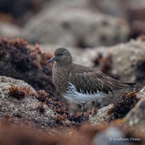 black turnstone | Great Bird Pics