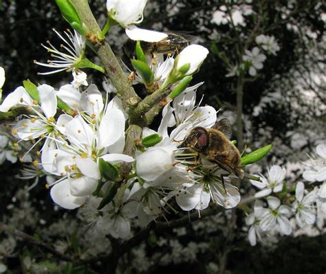 Wildlife - Devon Hedge Group