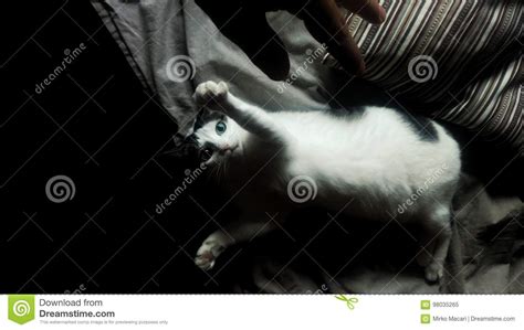 Cat Playing with Hand in the Sofa Stock Image - Image of hand, sofa: 98035265