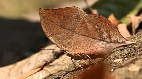 Brilliant Butterfly Camouflage | Moss and Fog