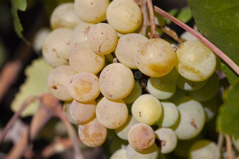 Yellow Green Grape in Vineyard. Grape Leaves Seen in the Background. Grape Bunch on Tree in the ...