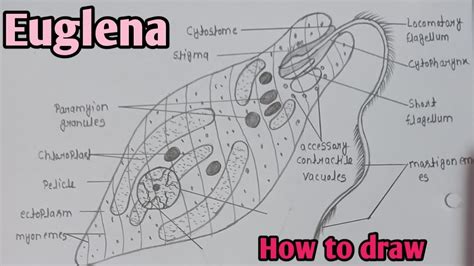 How To Draw Euglena How To Draw Euglena Diagram How To Colour | Porn ...