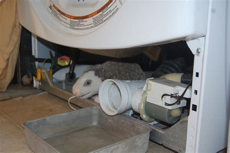 mold - Inside of Washing Machine smells horrible. How to fix? - Home Improvement Stack Exchange