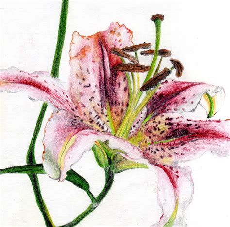 Pencil Drawing Of A Lily