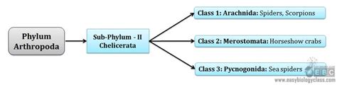 Chelicerata Characteristics | EasyBiologyClass