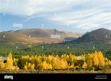 Rothiemurchus Forest and the Cairngorms Stock Photo - Alamy