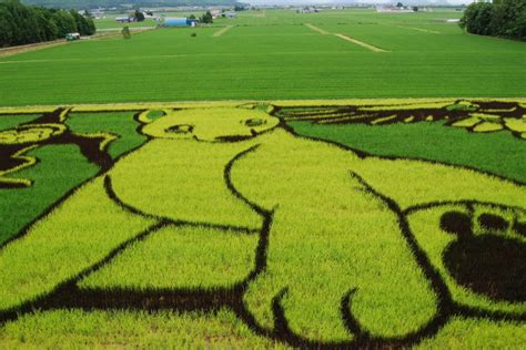 Export Portal: Rice Field Art In Japan