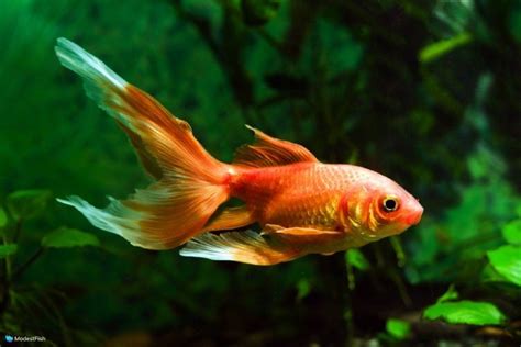 Comet Goldfish: Care Guide & Tank Set Up For Beginners