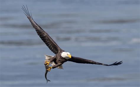 Eagle Hunting *** HD desktop wallpaper : Widescreen : High Definition ...