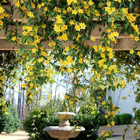 Yellow Jasmine Plants for Sale | FastGrowingTrees.com | Carolina jasmine, Evergreen vines ...