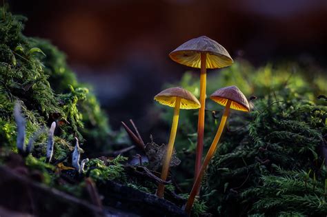 Nature, Mushroom, Macro wallpaper - Coolwallpapers.me!