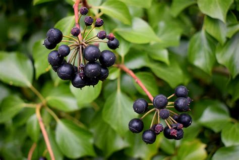 Clusters of ivy berries, Campsie © Kenneth Allen :: Geograph Ireland