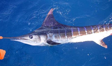 Striped Marlin fish pictures and species identification