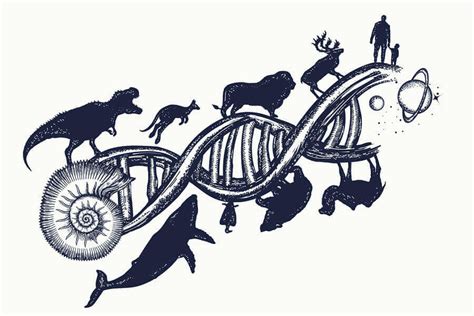 Grade 11 Biology - Evolution Diagram | Quizlet