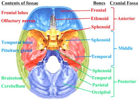 Temporal lobe anatomy, location, function, damage & epilepsy