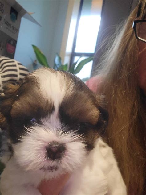 Shih tzu puppies | PetClassifieds.com