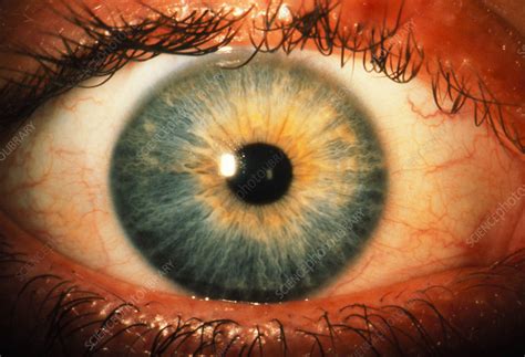 Close-up of a healthy, blue human eye - Stock Image - P420/0330 - Science Photo Library