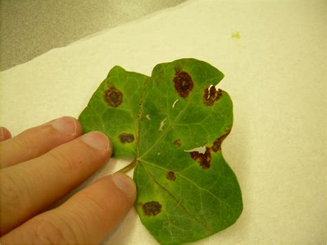 File:Xanthomonas leaf spot.png - Wikimedia Commons