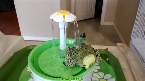 Kiwi English Budgie Bath - YouTube