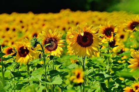 How to Grow Sunflowers & Harvest Sunflower Seeds - New England Today