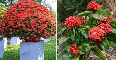 Ixora Maui Red Care and Growing Guide | Balcony Garden Web