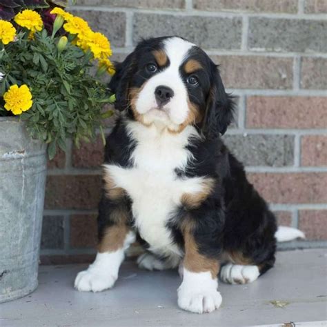 Miniature Bernese Mountain Dog Puppies for Sale | Greenfield Puppies ...