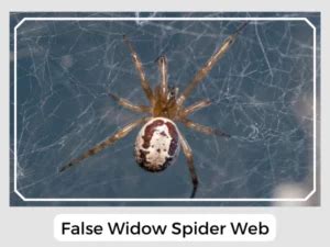 False Widow Spider (Steatoda nobilis): Facts, Identification, & Pictures