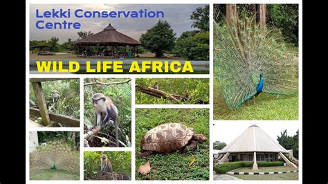 Wild Life Africa - Lekki Conservation Centre, Lagos, Nigeria - YouTube