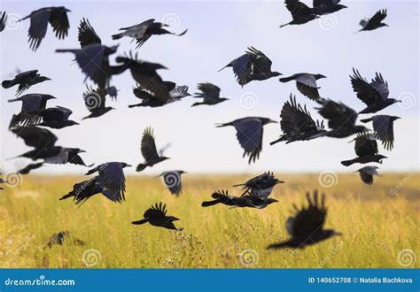 Flock of Black Birds Crows and Rooks Fly Flock Over Plem in Autumn Against Blue Sky Stock Photo ...