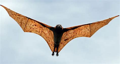 Giant Golden-crowned Flying Fox, Fruit Bat, World's Largest Bat, Endangered | Animal Pictures ...