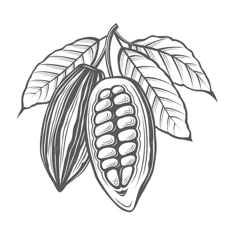 Premium Vector | Cocoa beans illustration