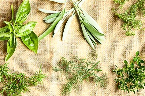 Preserving Fresh Herbs - 6 Easy Ways - The Food Blog