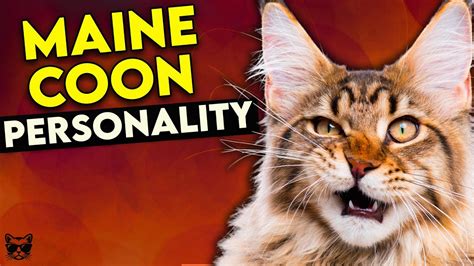 Maine Coon Cat Personality: This Video Will Make You Want One! - YouTube