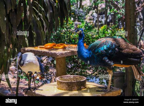 The image of peacocks with their feed (fruits) in Kuala Lumpur Bird Park in Kuala Lumpur ...