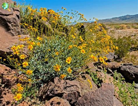 Brittlebush Flower | Encelia Farinosa | Desert Flower | BioExplorer