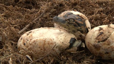 Alligator Eggs Hatching Stock Footage Video 1451326 | Shutterstock