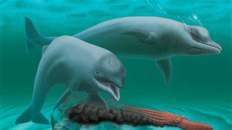 Ancient fossil of newly discovered dolphin species found in Wando River