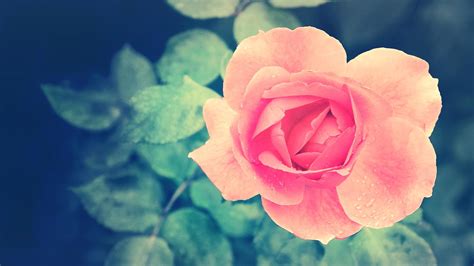 3D Rose Wallpaper (64+ images)