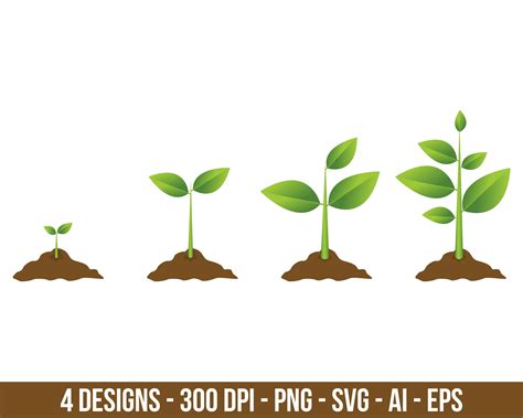 Growing Plant Process Clipart Set. Digital Images or Vector - Etsy | Create digital product ...