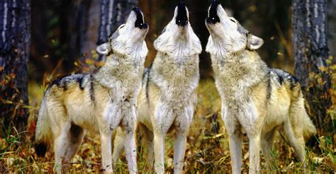 Download Wolf Pack Howling Together Wallpaper | Wallpapers.com